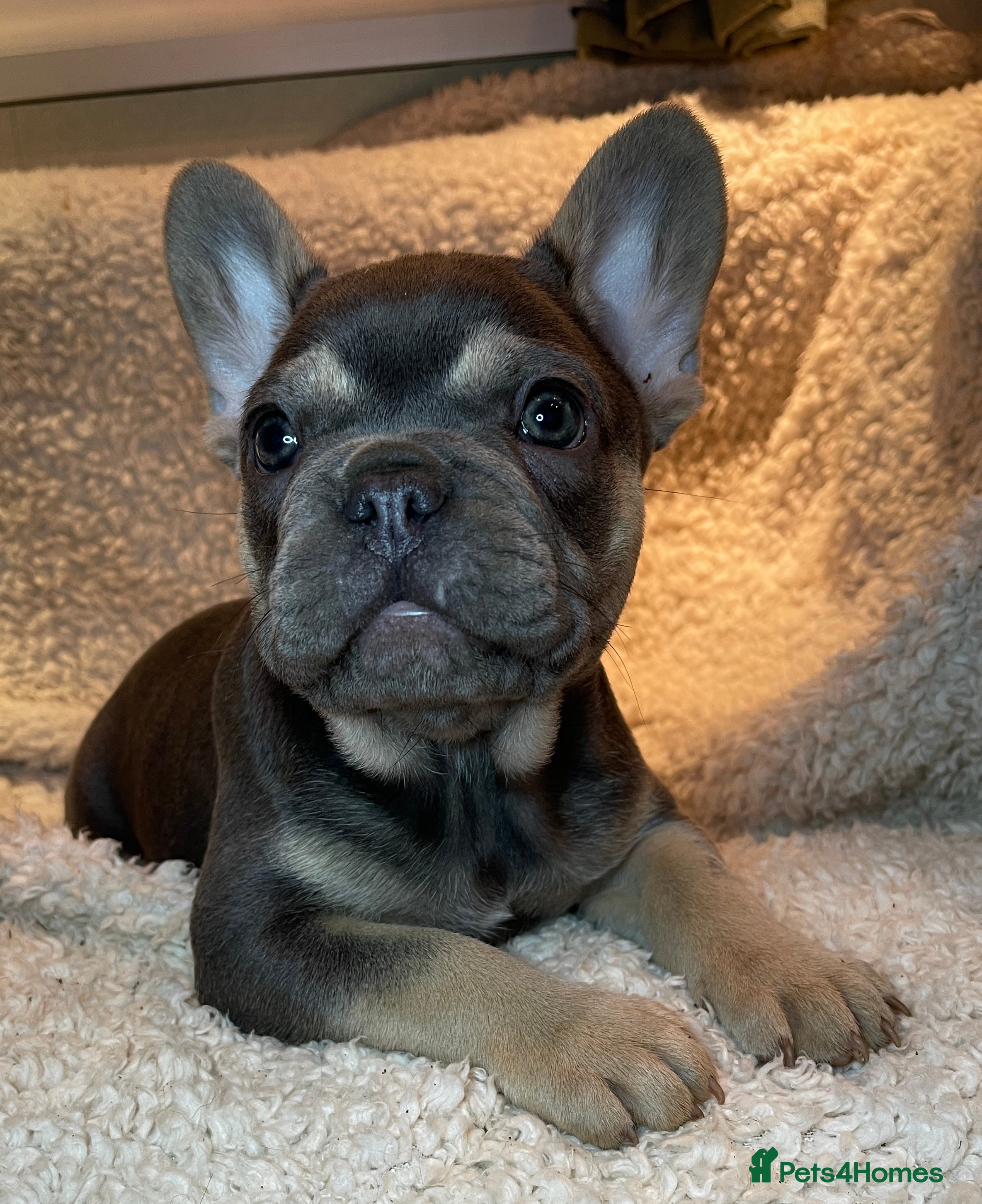 French Bulldog dogs Beautiful Fluffy Frenchie Pups - Advert 16
