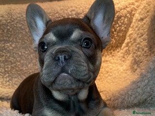French Bulldog dogs Beautiful Fluffy Frenchie Pups - Advert 16