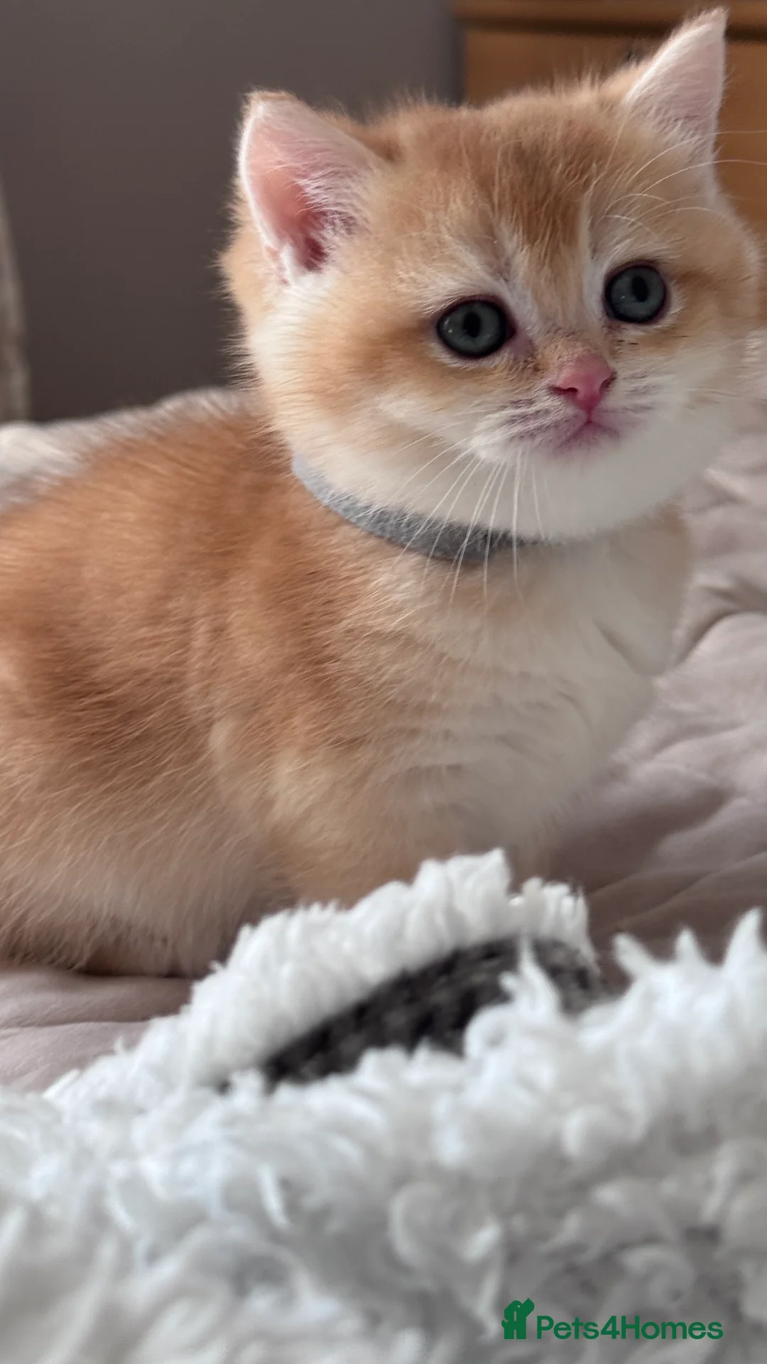 British Shorthair cats for sale: Adorable GCCF BSH BY12 NY12Chocolate Gold kittens  - Advert 24