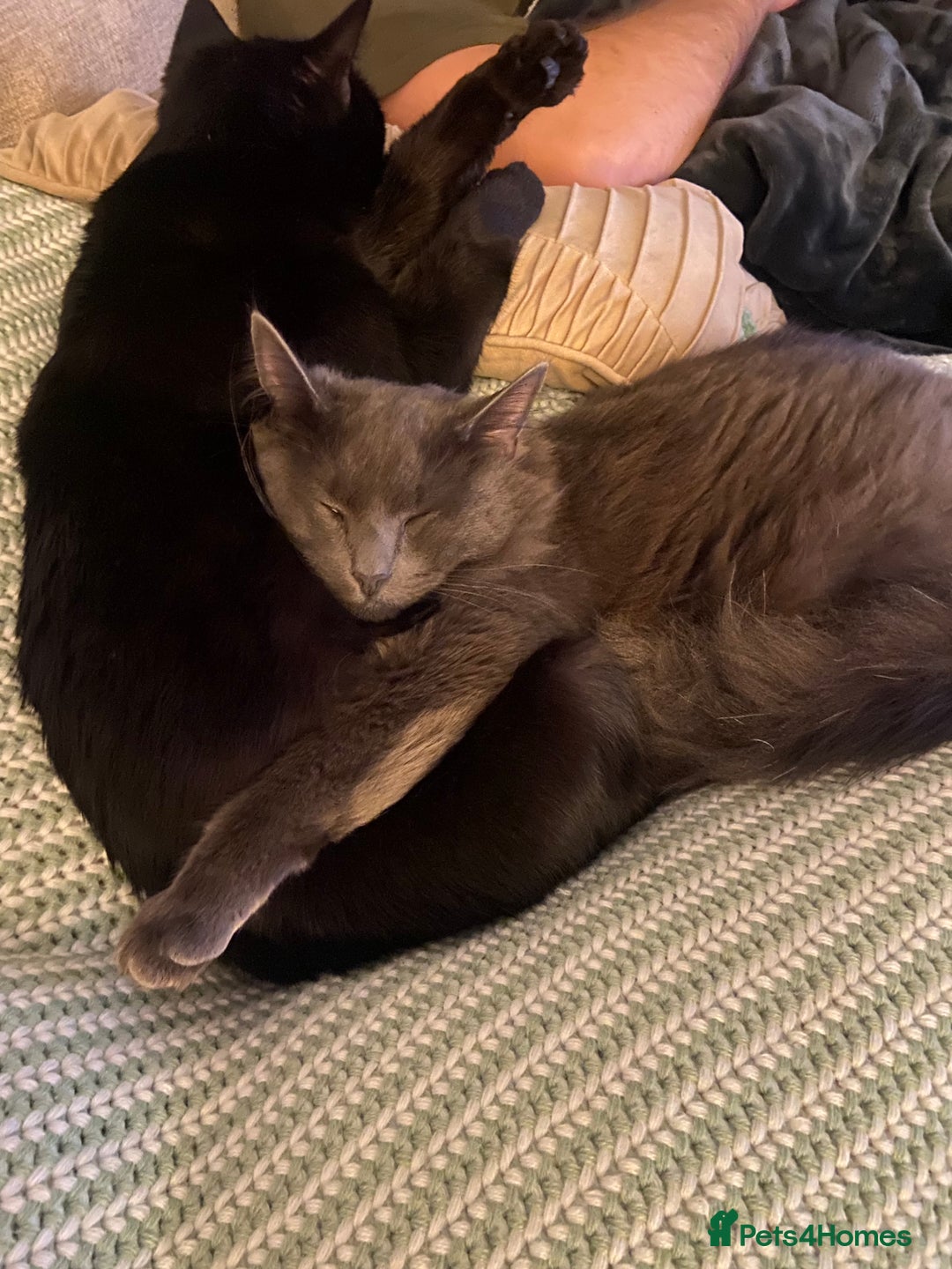 RagaMuffin cats for sale: 2 lovely cuddly male cats for adoption - Image 3