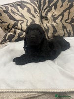 Cockapoo dogs - Advert 1