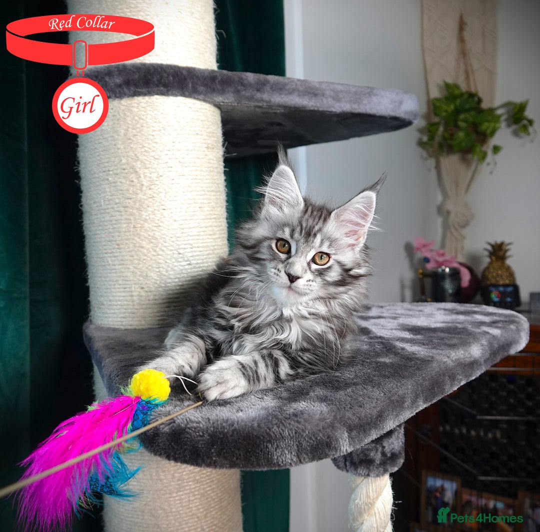 Maine Coon cats for sale: STUNNING XL PEDIGREE MAINE COON KITTENS  - Image 23