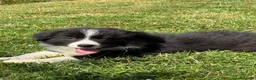 Border Collie dogs for sale: Stunning KC Registered Border Collie Puppies  - Advert 13