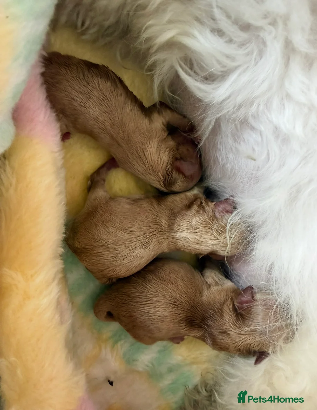 Maltipoo dogs for sale: 4 small and adorable puppies 🧸 - Advert 11