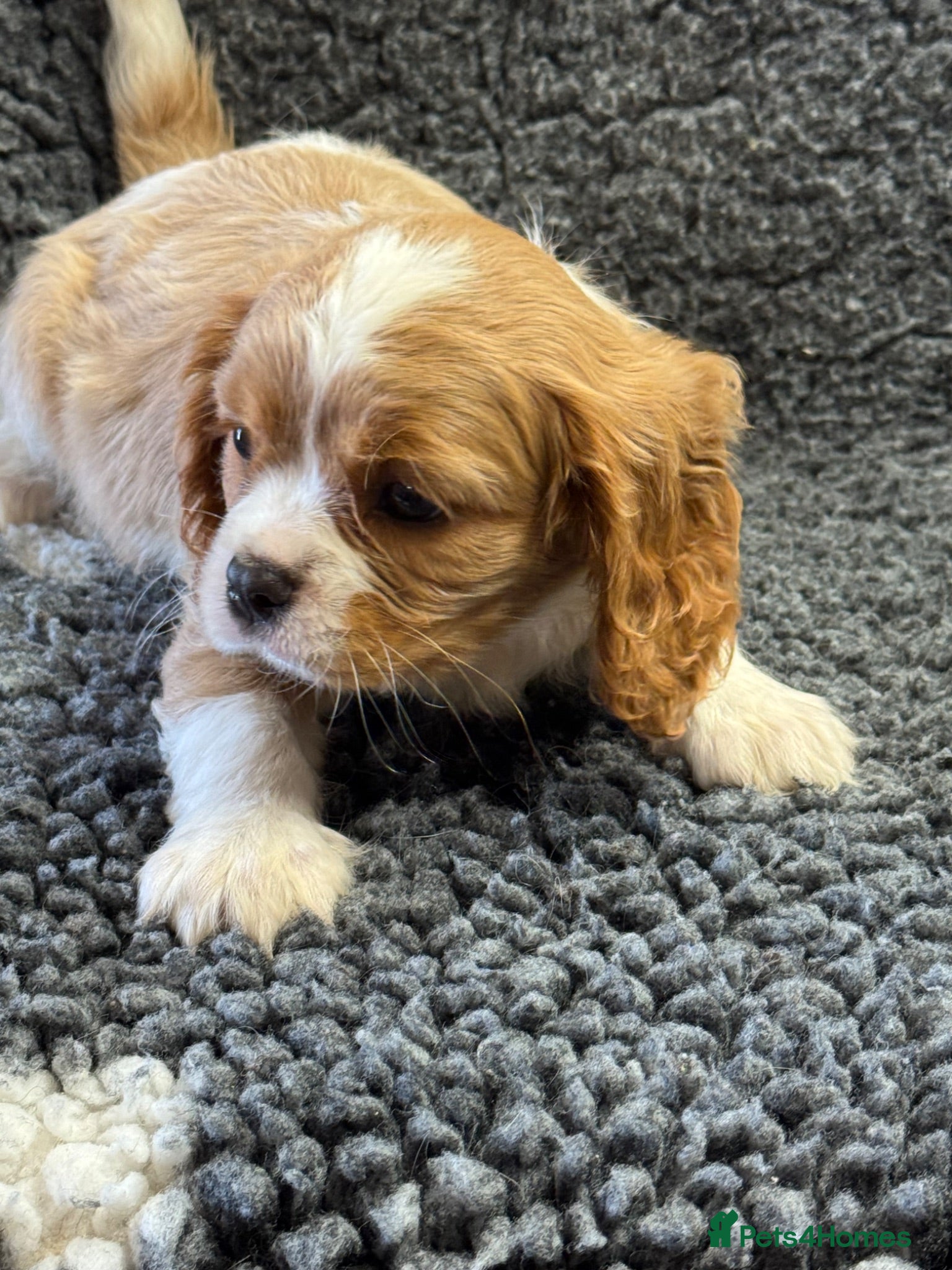 Cavalier King Charles Spaniel dogs Beautiful cavalier pups  - Advert 1