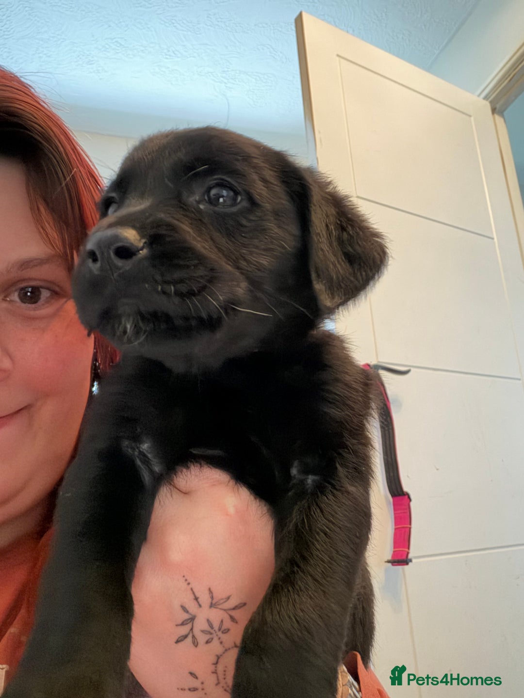 Mixed Breed dogs for sale: Stunning lab/rottie x golden retriever puppies e - Advert 31