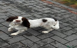 Cocker Spaniel dogs for sale: Cocker spaniel  - Image 4