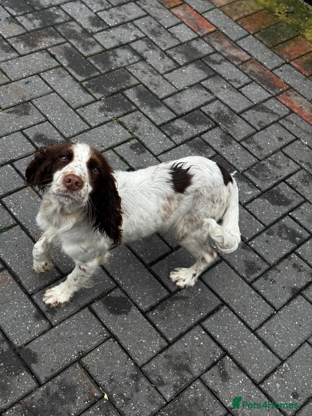 Cocker Spaniel dogs for sale: Cocker spaniel  - Image 4