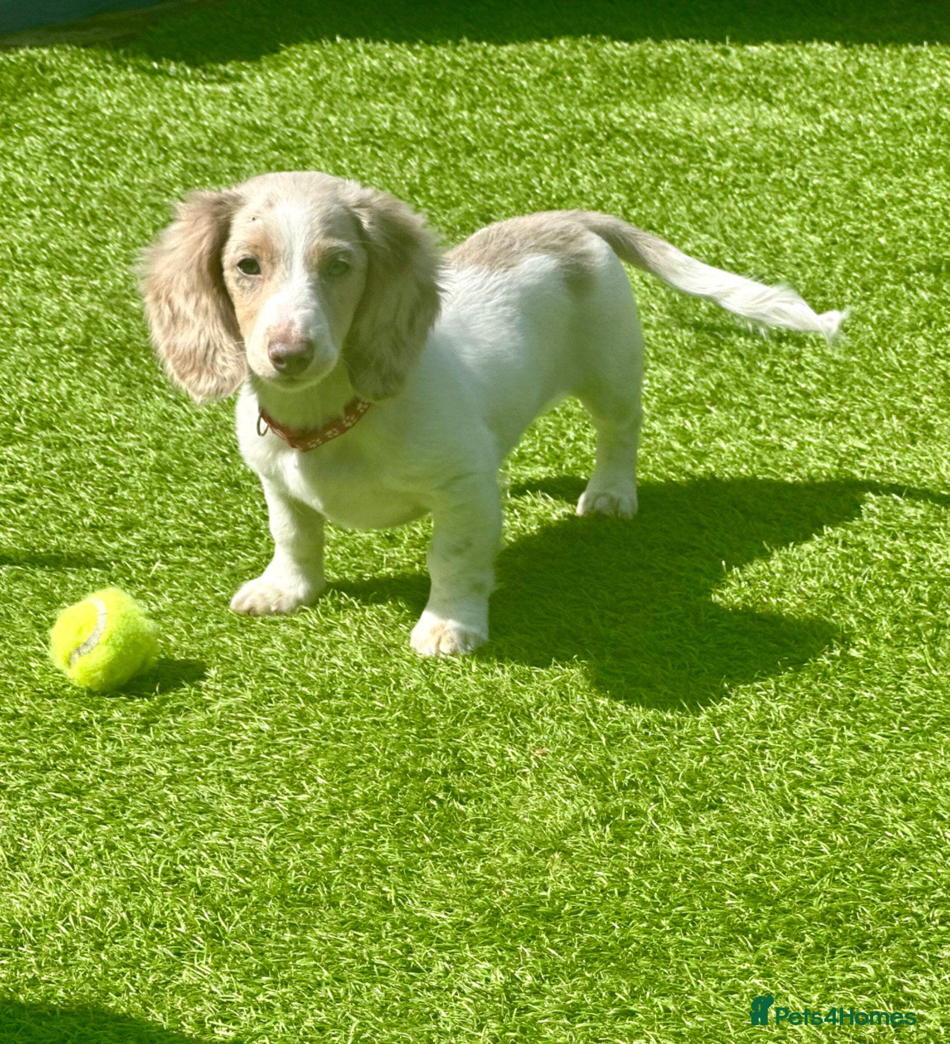 Miniature Dachshund dogs REDUCED PET PRICE LONGHAIRED MINIATURE DAXIES  - Advert 11