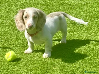 Miniature Dachshund dogs REDUCED PET PRICE LONGHAIRED MINIATURE DAXIES - Advert 11