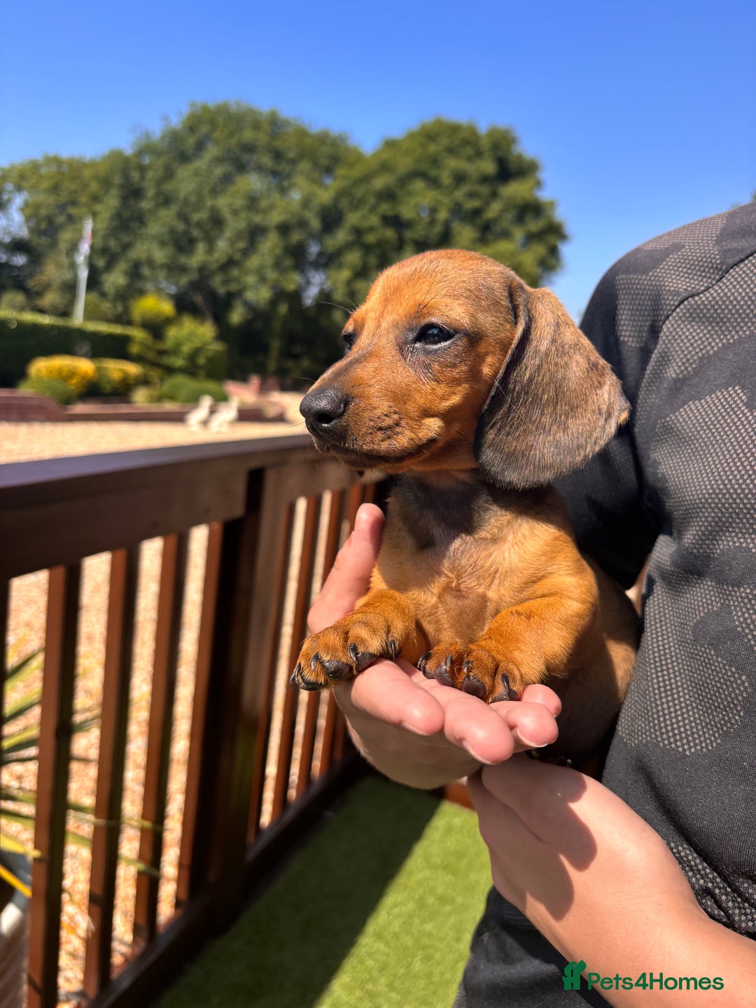 Dachshund dogs for sale: 1 gorgeous boy Available Ready to leave 🐶🏡 in Cullompton - Image 8