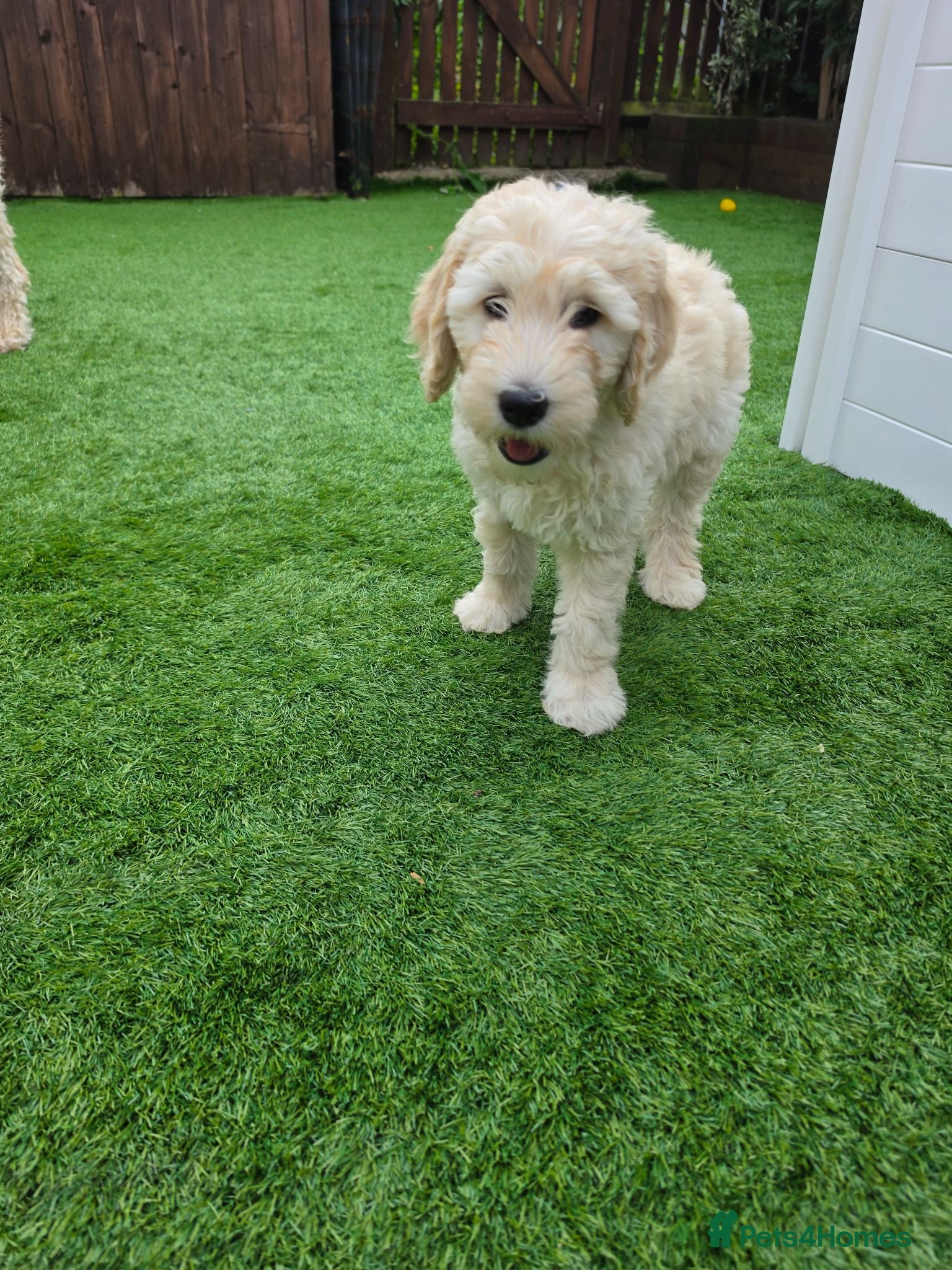 Goldendoodle dogs FB2 Multigeneration Goldendoodle Puppies. - Advert 1
