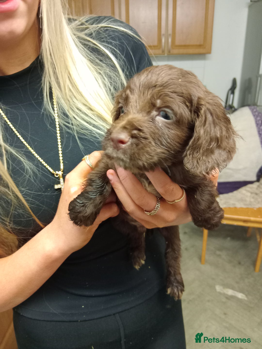 Cocker Spaniel dogs for sale: Cocker spaniel puppies  - Advert 8