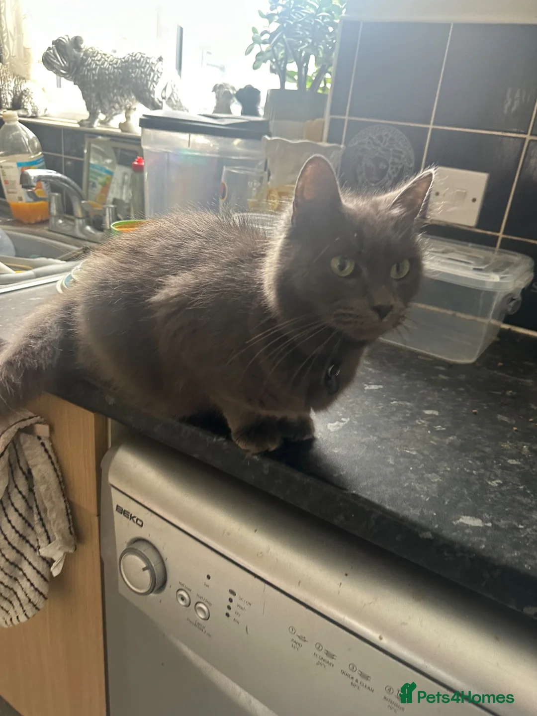 Mixed Breed cats for sale: Beautiful half Maine Coon Kittens available - Advert 2