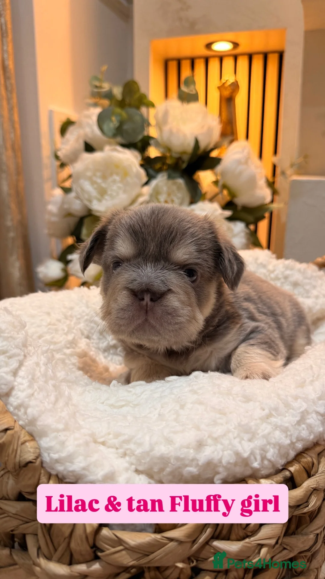 French Bulldog dogs for sale: Testable Visual fluffy French bulldog puppies  in Harlow - Advert 2