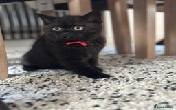 British Shorthair cats for sale: Superb British Short Hair kittens  in Bradford - Image 9