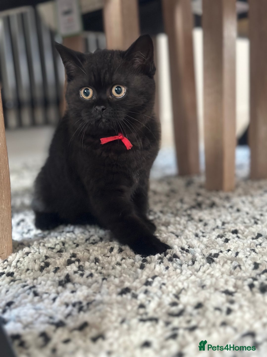 British Shorthair cats for sale: Superb British Short Hair kittens  in Bradford - Image 9