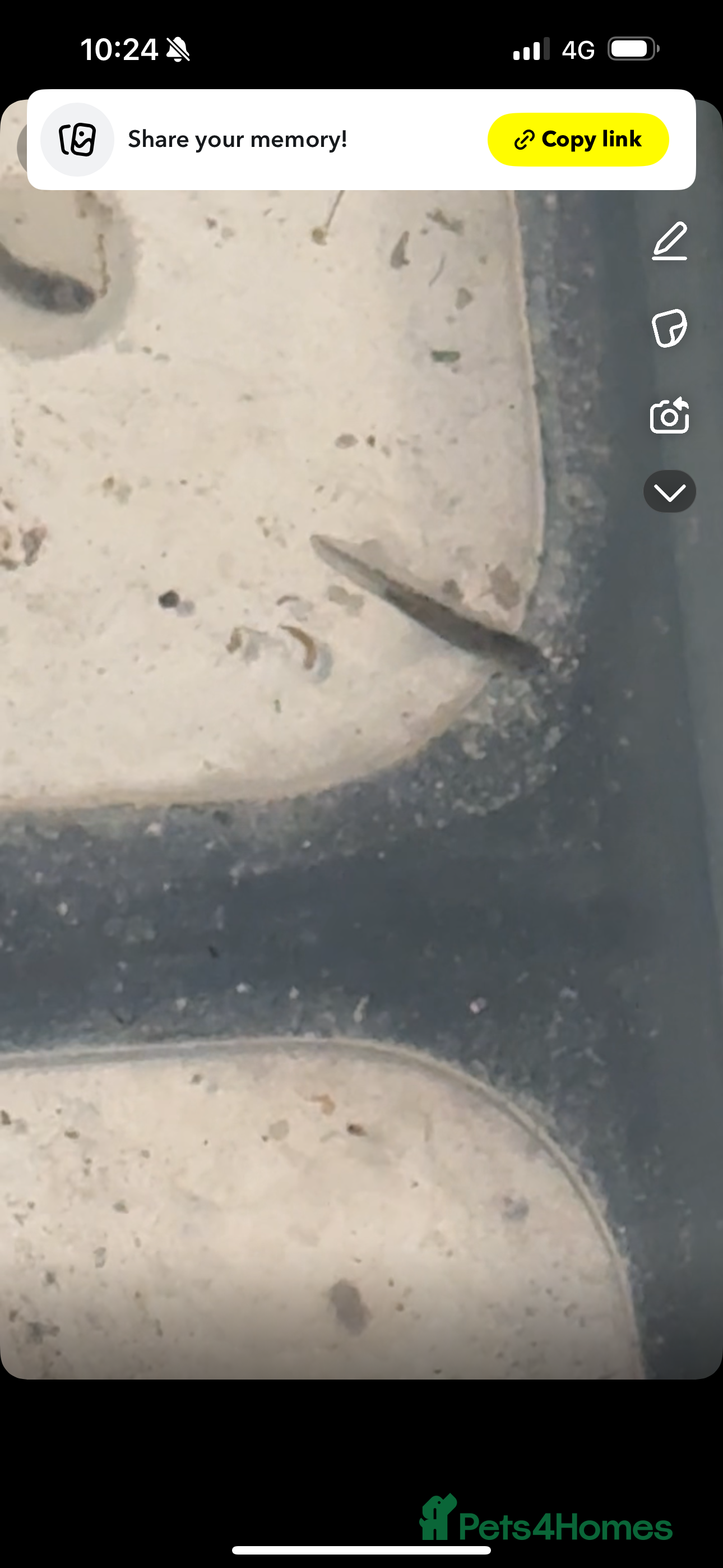 Other/Mixed Breed fish Axolotl’s  - Advert 4