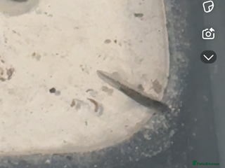 Other/Mixed Breed fish Axolotl’s - Advert 4