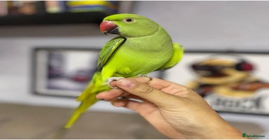Ringnecks birds - Advert 3