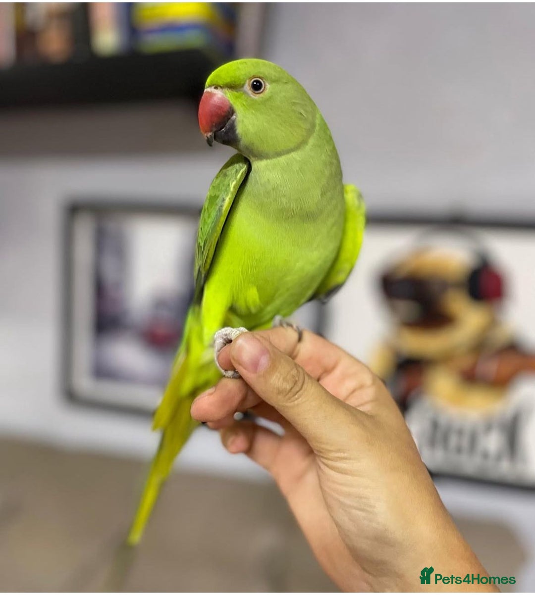 Ringnecks birds for sale: Green ringneck Parrot  - Image 2
