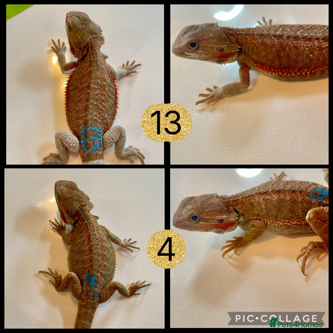 Bearded Dragon reptiles for sale: Beautiful baby bearded dragons £100 ONO - Image 2
