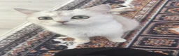 British Shorthair cats for sale: Scottish straight mum and kitten to go together  - Advert 6