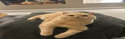 British Shorthair cats for sale: Fully active cream British made  - Advert 3