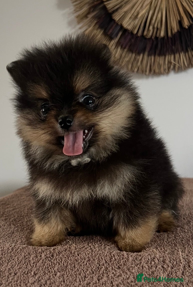 Pomeranian dogs Pomeranian Puppies Black & Tan Chocolate Sable - Advert 1
