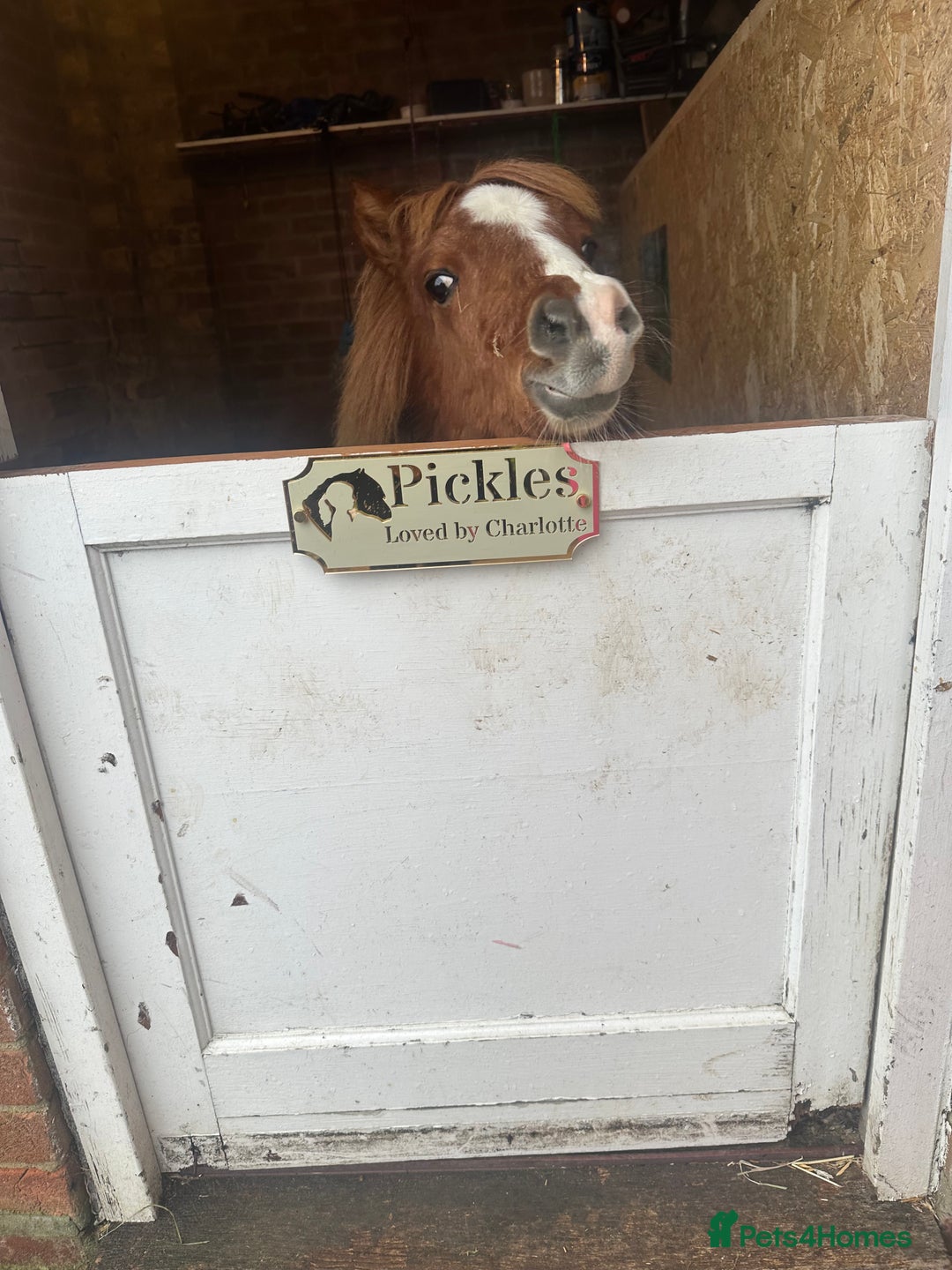 Shetland pony horses for sale: Miniature Shetland pony  - Advert 1