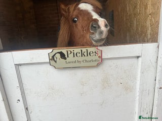 Shetland pony horses Miniature Shetland pony - Advert 1