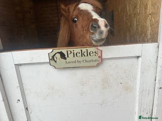 Shetland pony horses Miniature Shetland pony - Advert 3