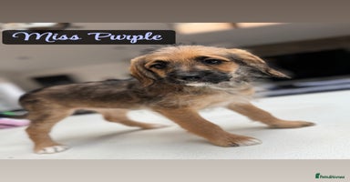 Mixed Breed dogs - Advert 10