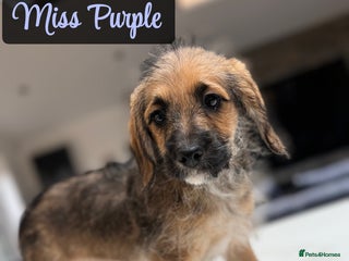 Mixed Breed dogs - Advert 2