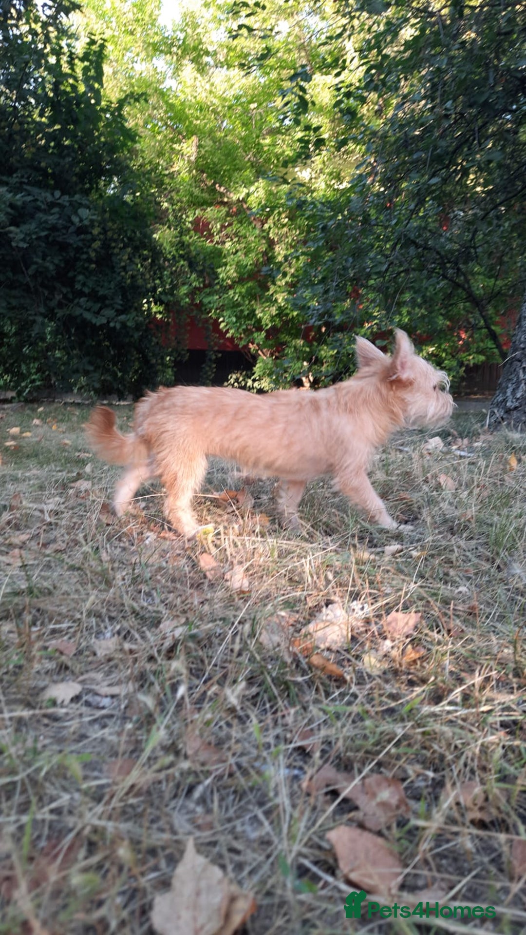 Mixed Breed dogs for adoption: 💖🐶 NIKOLETTA 🐶💖 - Image 6