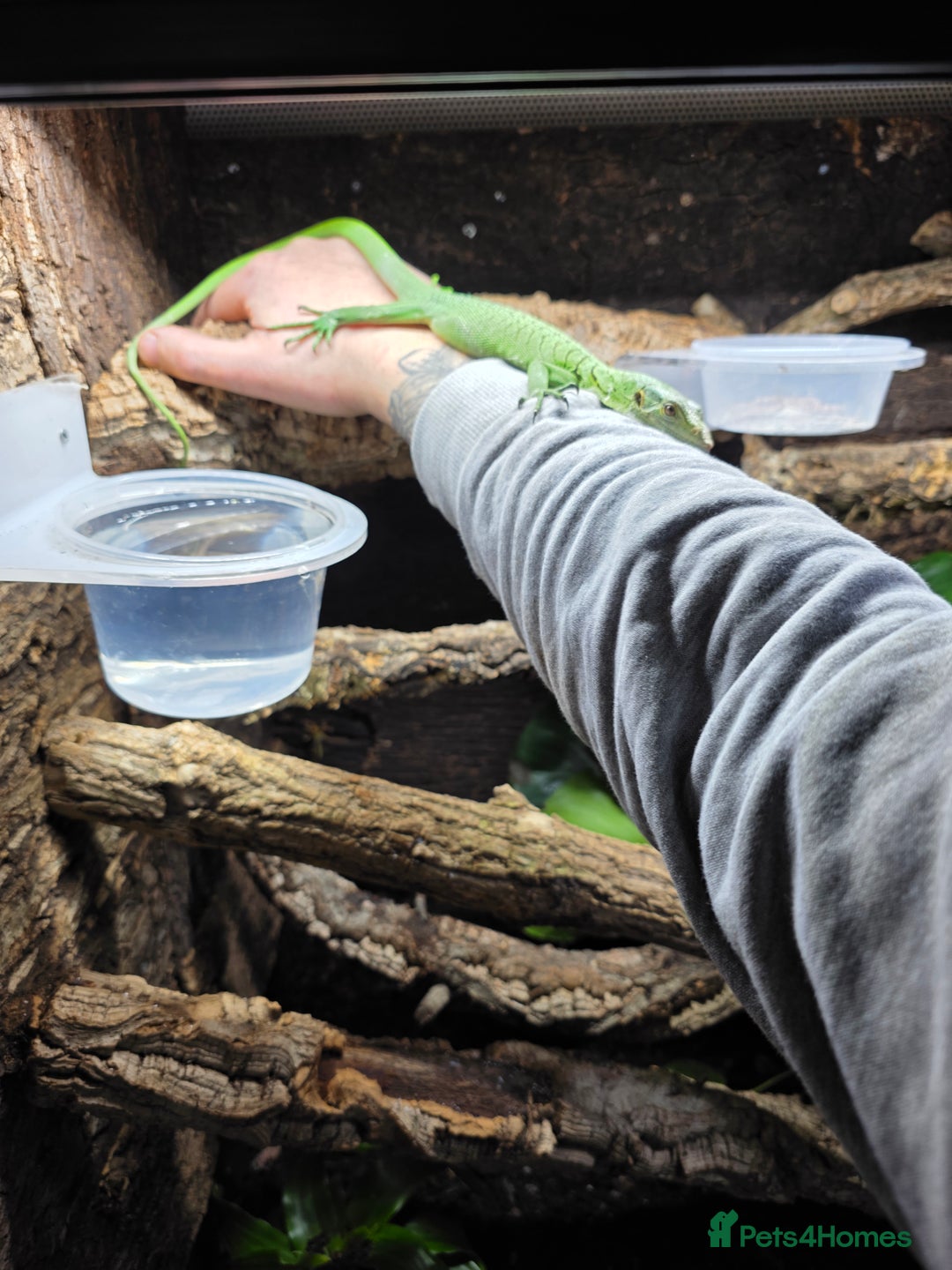 Monitor reptiles for sale: Male Green Tree Monitor - Advert 6