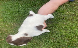 English Springer Spaniel dogs for sale: Exceptional Working & Trialing Lines  - Image 5