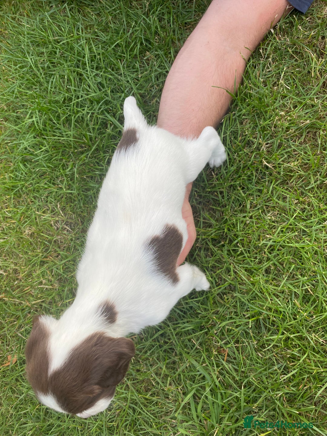 English Springer Spaniel dogs for sale: Exceptional Working & Trialing Lines  - Image 5