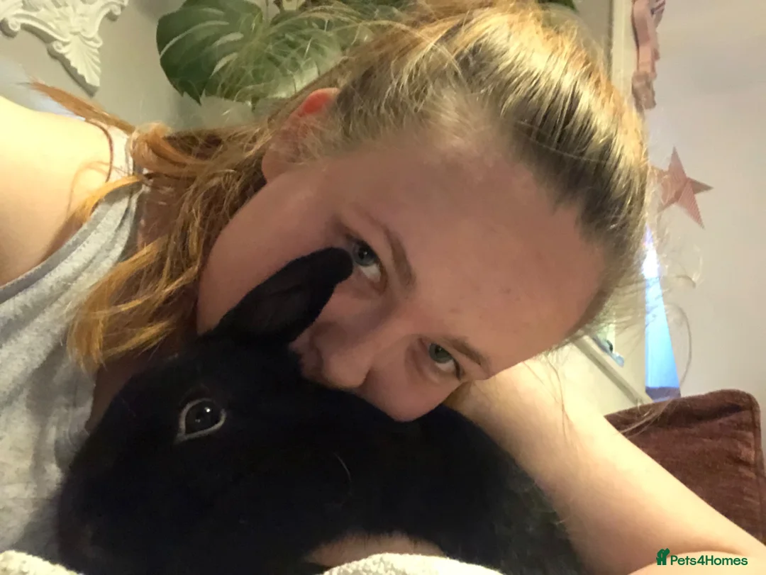 Mixed Breed rabbits for sale: EMERGENCY RE HOME SISTERS BUNNIE RABBITS  - Advert 2