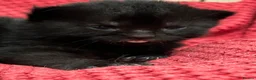 Mixed Breed cats for sale: Two beautiful black kittens  in Glasgow - Advert 8