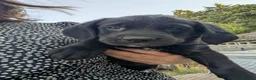 Mixed Breed dogs for sale: Gorgeous Kelpie cross/ golden retriever puppies  - Advert 2