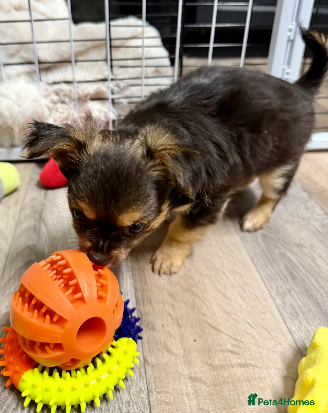 Chihuahua dogs for sale: Female, Stunning Black tri colour LC  - Advert 10