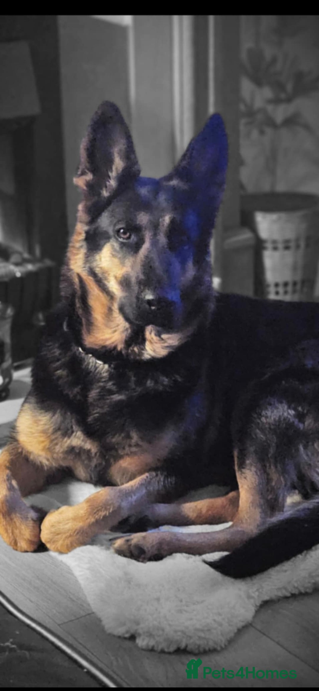 German Shepherd dogs for sale: Chunky German shepherd puppies for sale  - Advert 12