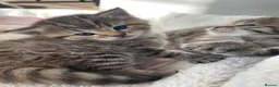Scottish Fold cats for sale: Scottish fold shorthair kittens in Bognor Regis - Advert 10