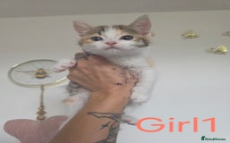 British Shorthair cats for sale: KITTENS LOOKING FOR HOMES - Image 4