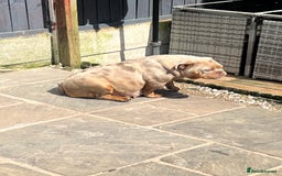 English Bulldog dogs for sale: Stunning New England Bulldogs! Ready for new home - Image 7