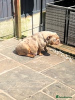 English Bulldog dogs - Advert 1