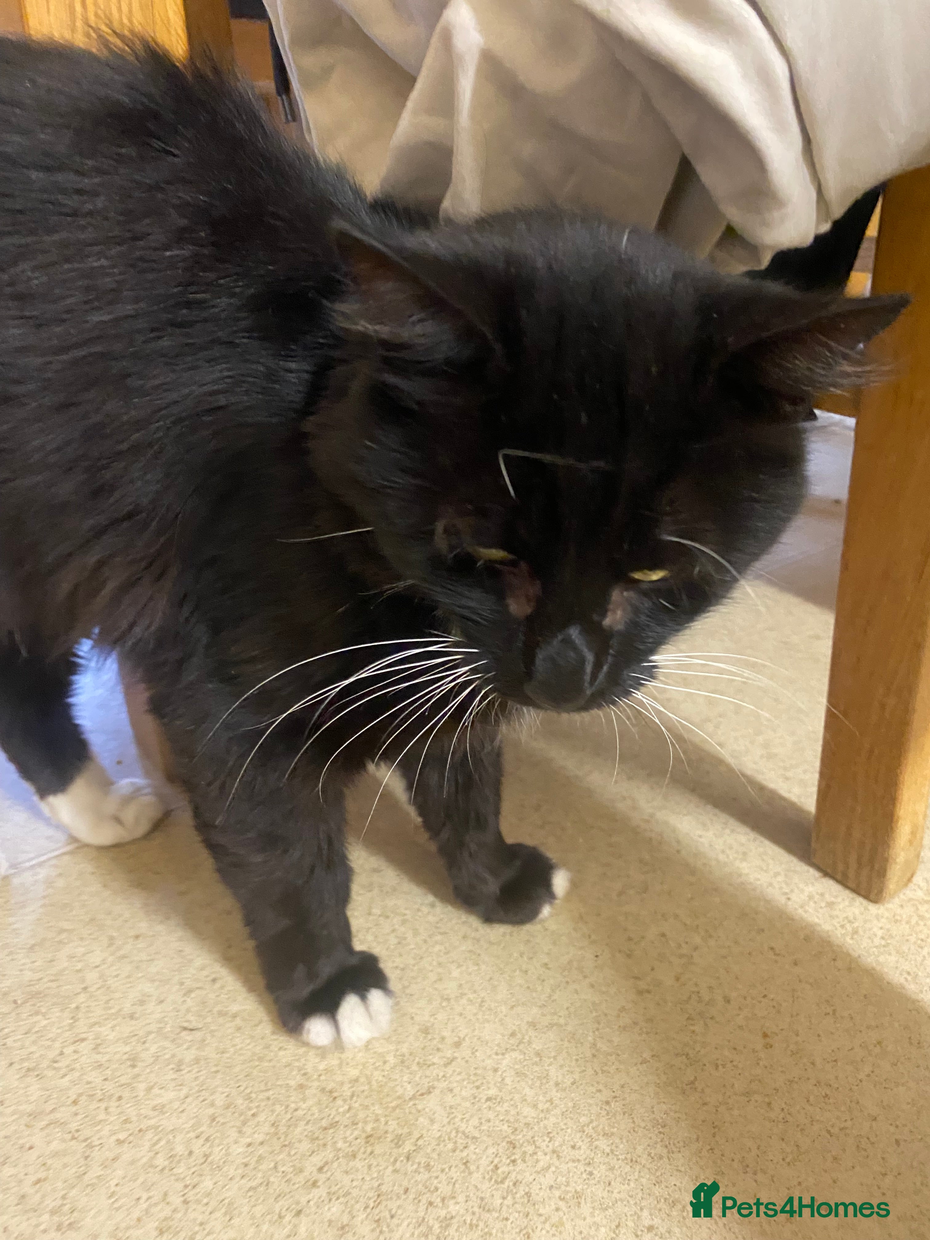 British Shorthair cats Older cat  **   - Advert 5