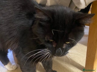 British Shorthair cats - Advert 10