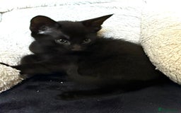 Mixed Breed cats for sale: Beautiful siamese mix kittens - Image 15